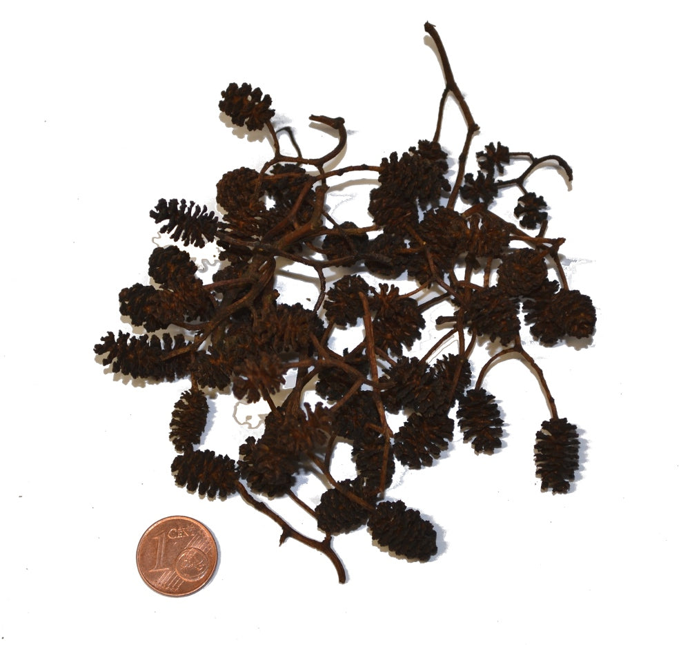 Erlenzapfen 50 g