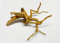 Fingerwood mittel - ca. 25cm
