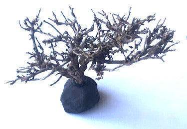 Nano-Bäumchen auf Fuß 10-15cm