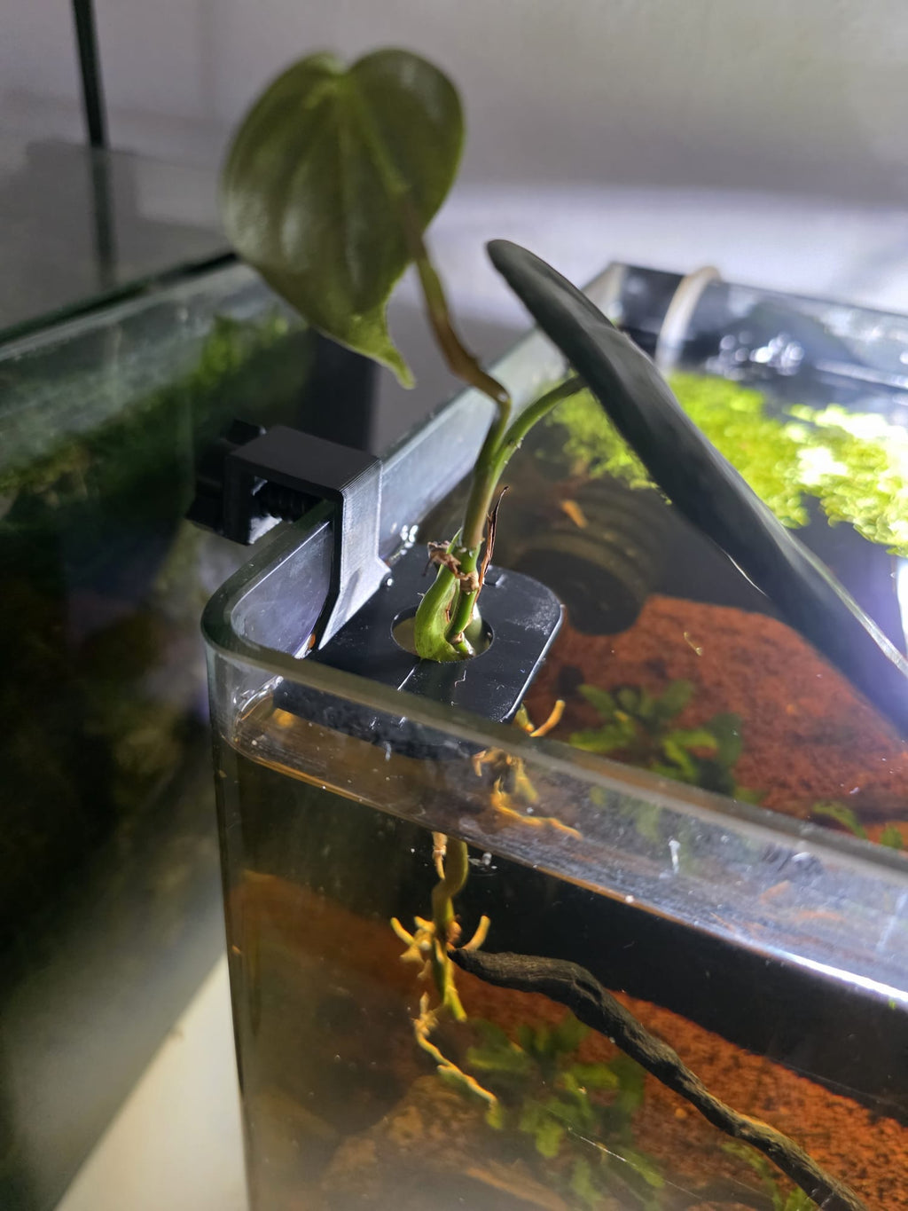 Kiemen Kumpel® Aquarien-Pflanzenhalter mit Klicksystem einfach / Grau