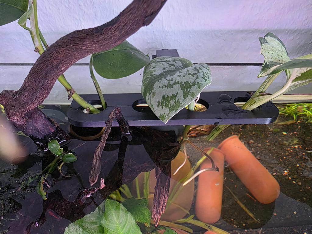 Kiemenkumpel® 4-fach Aquarien-Pflanzenhalter mit Klicksystem Grau