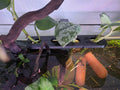 Kiemenkumpel® 4-fach Aquarien-Pflanzenhalter mit Klicksystem Grau